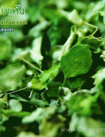ใบมะรุมอบแห้ง (Dried Moringa Leaves) 1 Kg