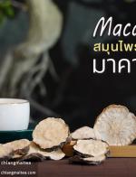 มาคา อบแห้ง (Dried Maca Herbal Tea) 100 g.