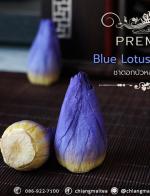 ชาดอกบัวหลวง พรีเมี่ยม (ดอกตูม) สีน้ำเงิน (Blue Sacred Lotus Flower Tea Premium)